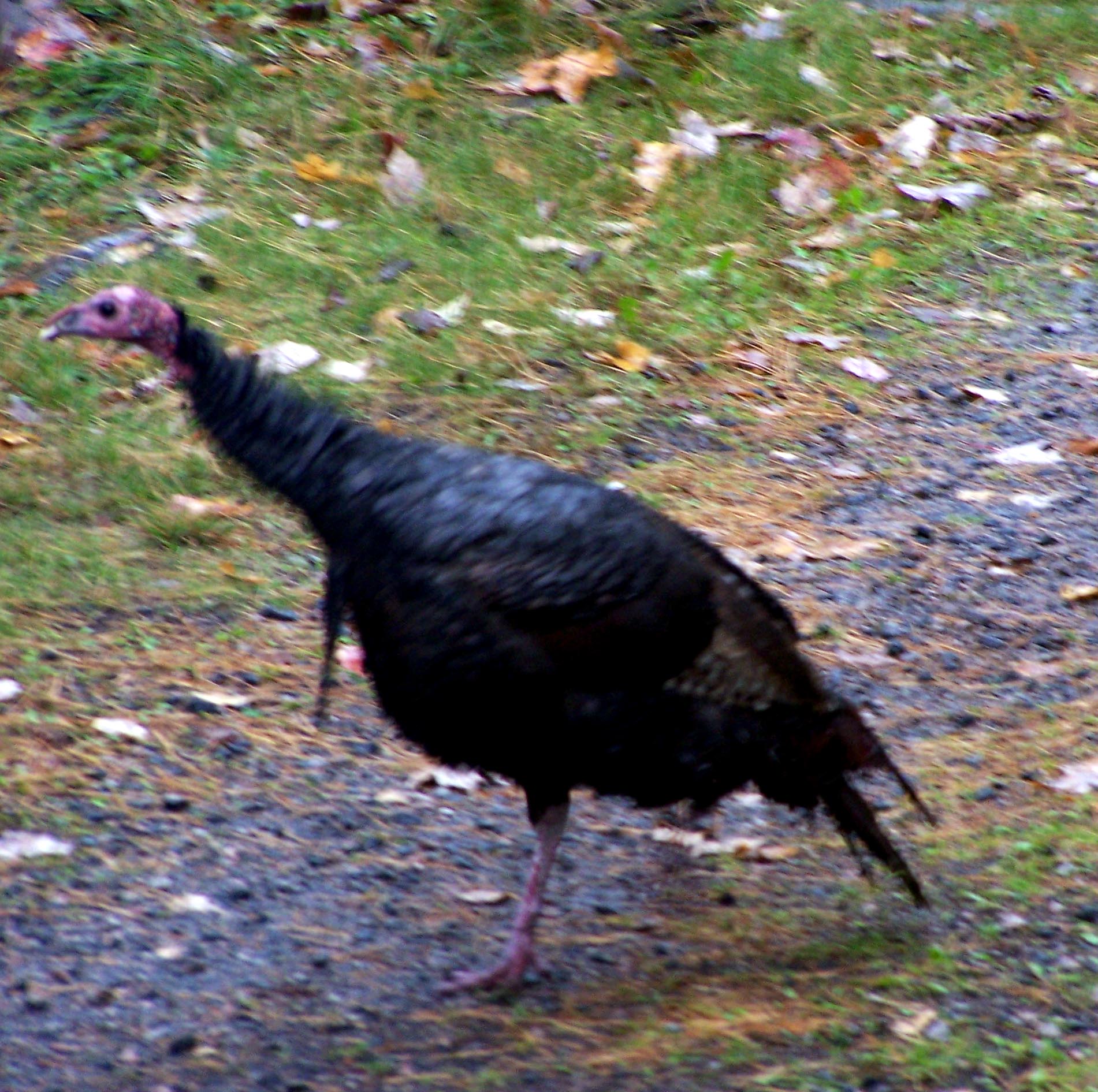 Male Wild Turkey